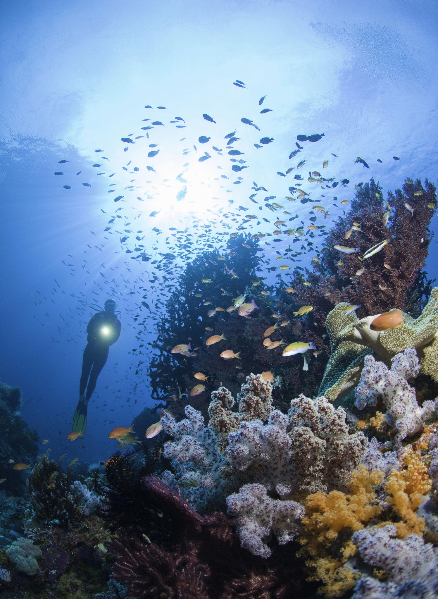 Scuba
